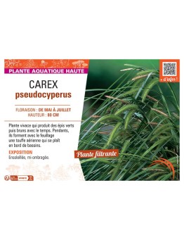 CAREX PSEUDOCYPERUS