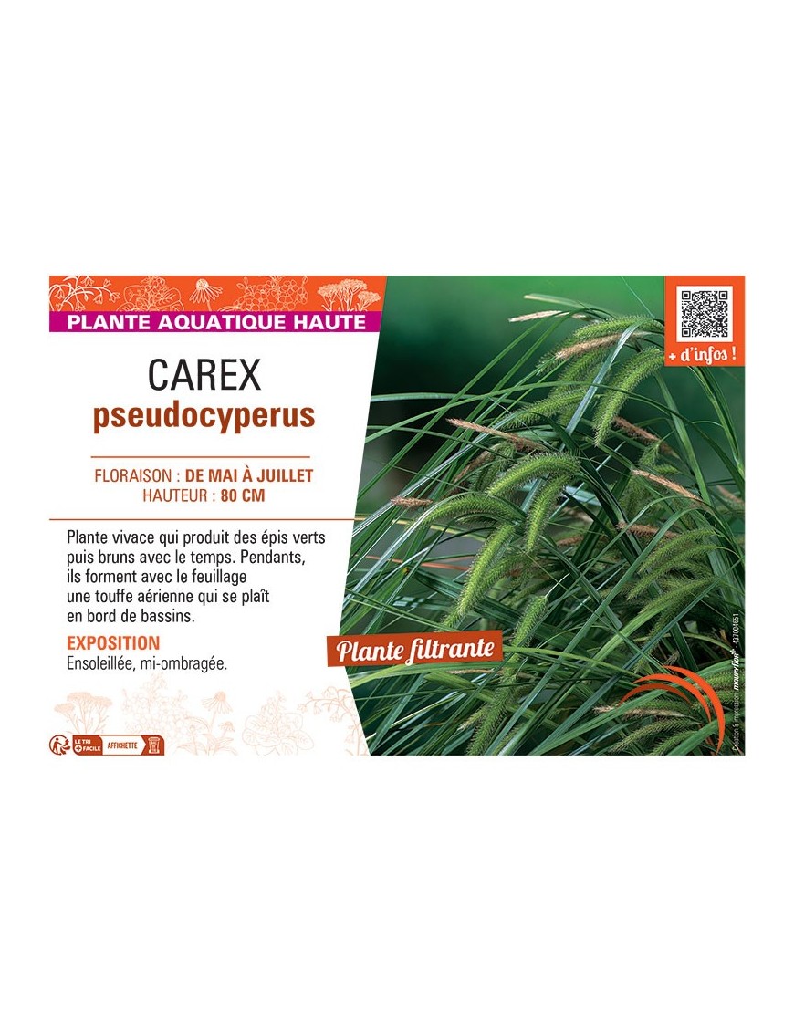 CAREX PSEUDOCYPERUS
