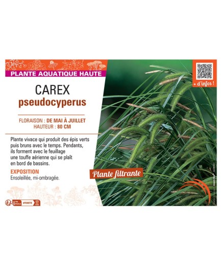 CAREX PSEUDOCYPERUS