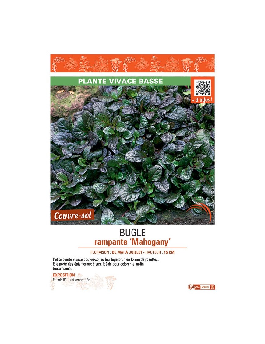 BUGLE RAMPANTE MAHOGANY