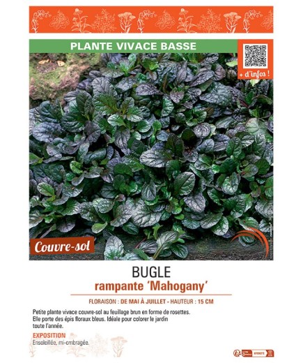 BUGLE RAMPANTE MAHOGANY