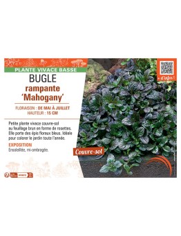 BUGLE RAMPANTE MAHOGANY