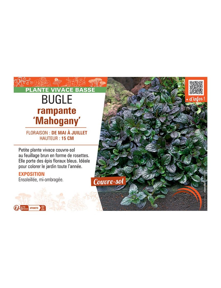 BUGLE RAMPANTE MAHOGANY
