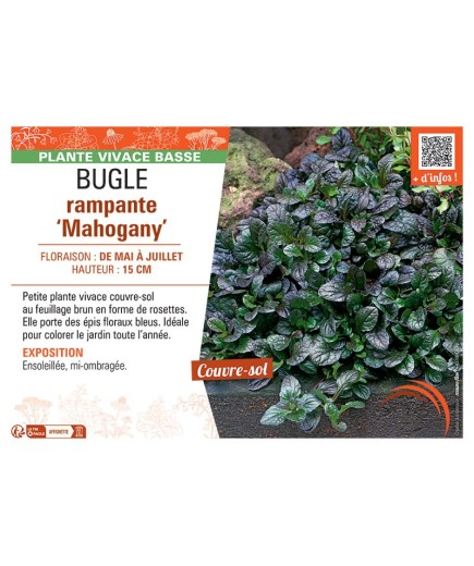 BUGLE RAMPANTE MAHOGANY
