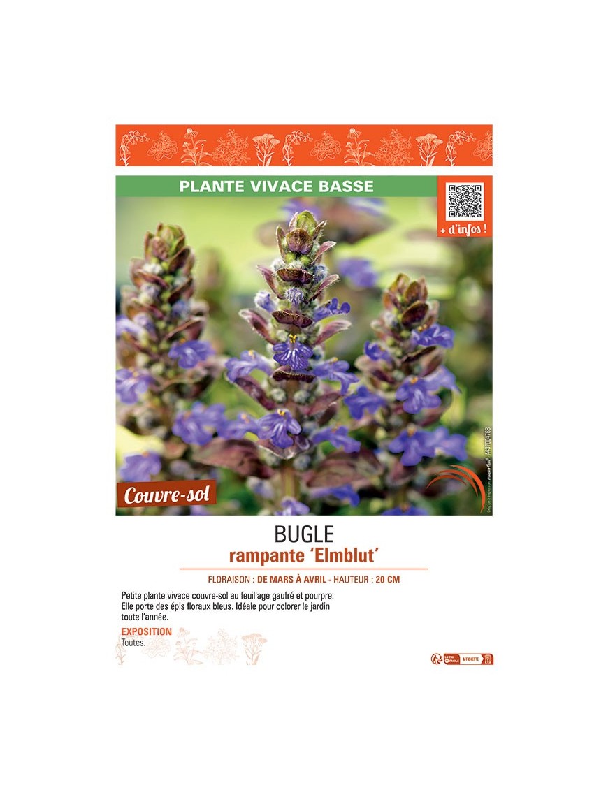 BUGLE RAMPANTE ELMBLUT