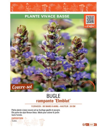 BUGLE RAMPANTE ELMBLUT