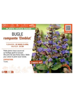 BUGLE RAMPANTE ELMBLUT