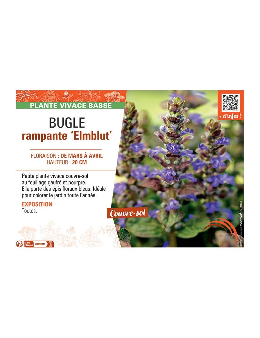 BUGLE RAMPANTE ELMBLUT