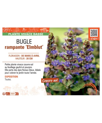 BUGLE RAMPANTE ELMBLUT