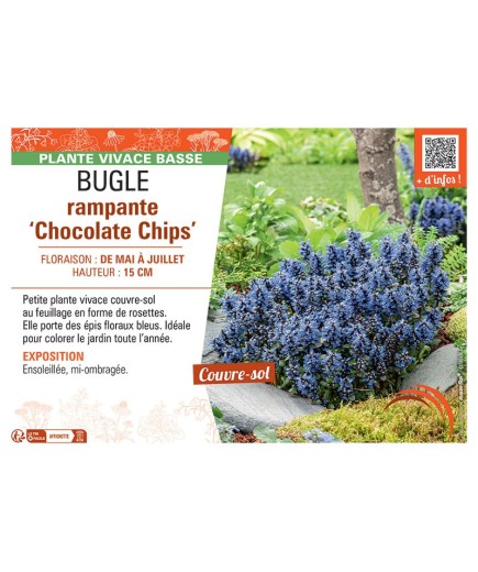 BUGLE RAMPANTE CHOCOLATE CHIPS