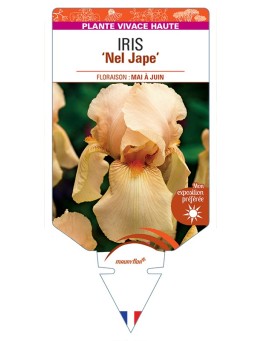 IRIS (germanica) Nel Jape