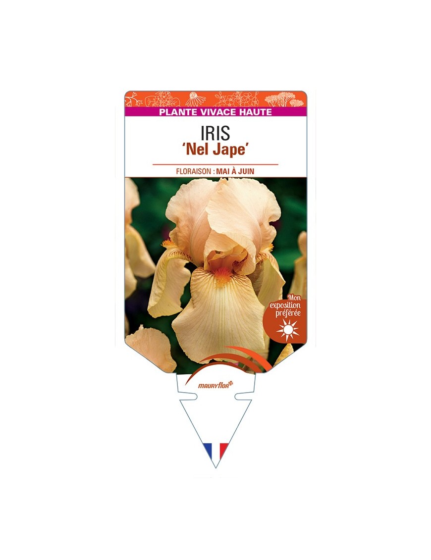 IRIS (germanica) Nel Jape