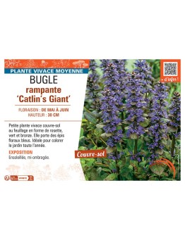 BUGLE RAMPANTE CATLIN'S GIANT