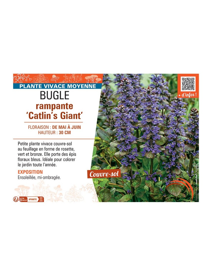 BUGLE RAMPANTE CATLIN'S GIANT