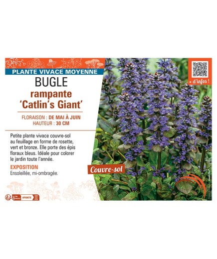 BUGLE RAMPANTE CATLIN'S GIANT
