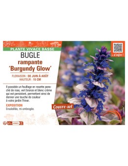 BUGLE RAMPANTE BURGUNDY GLOW