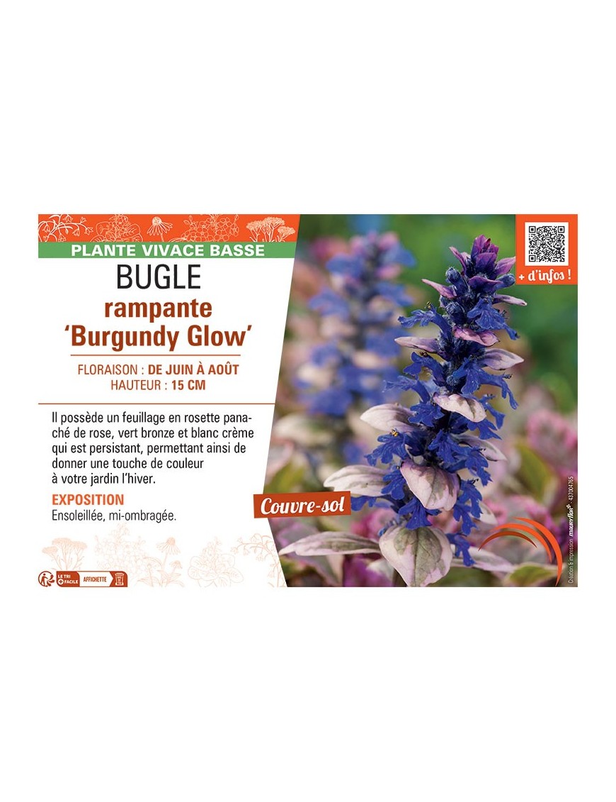 BUGLE RAMPANTE BURGUNDY GLOW