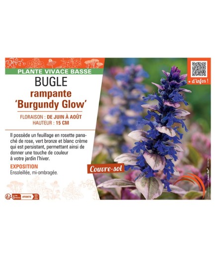 BUGLE RAMPANTE BURGUNDY GLOW