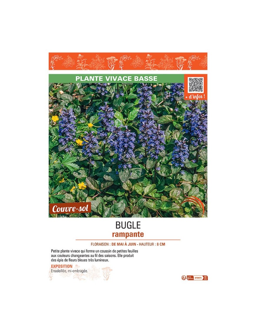 BUGLE RAMPANTE