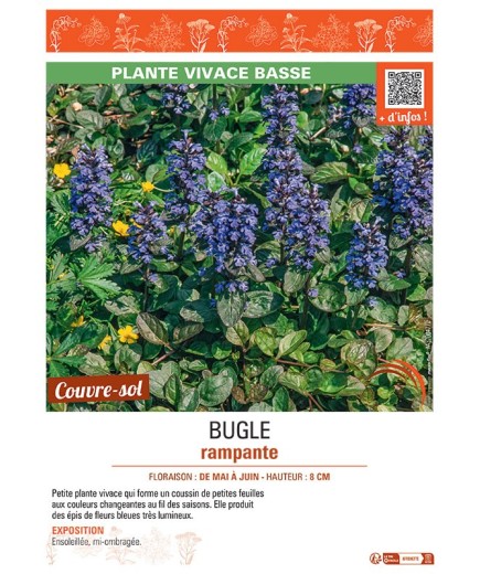 BUGLE RAMPANTE