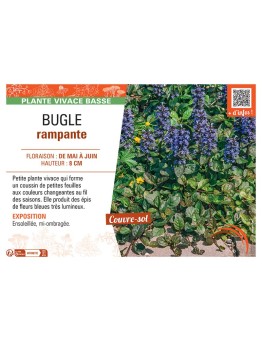 BUGLE RAMPANTE