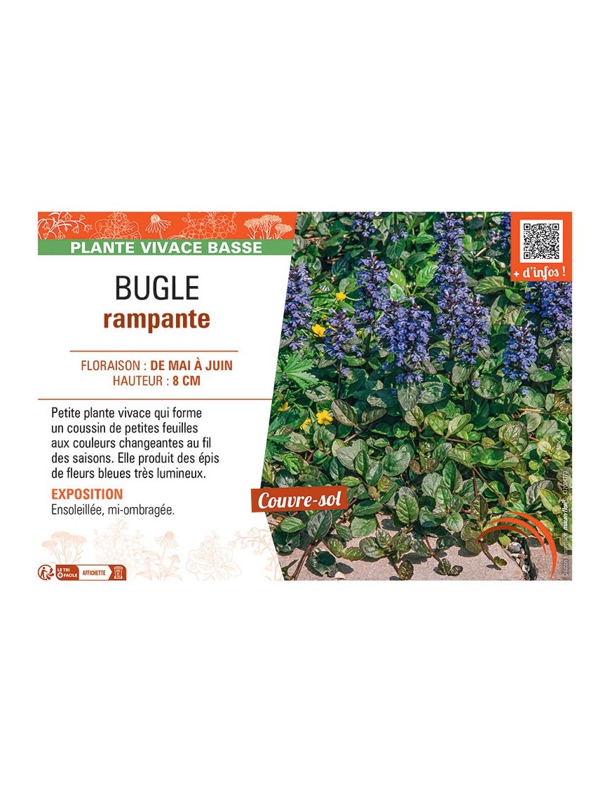 BUGLE RAMPANTE