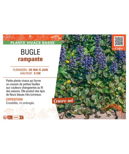 BUGLE RAMPANTE