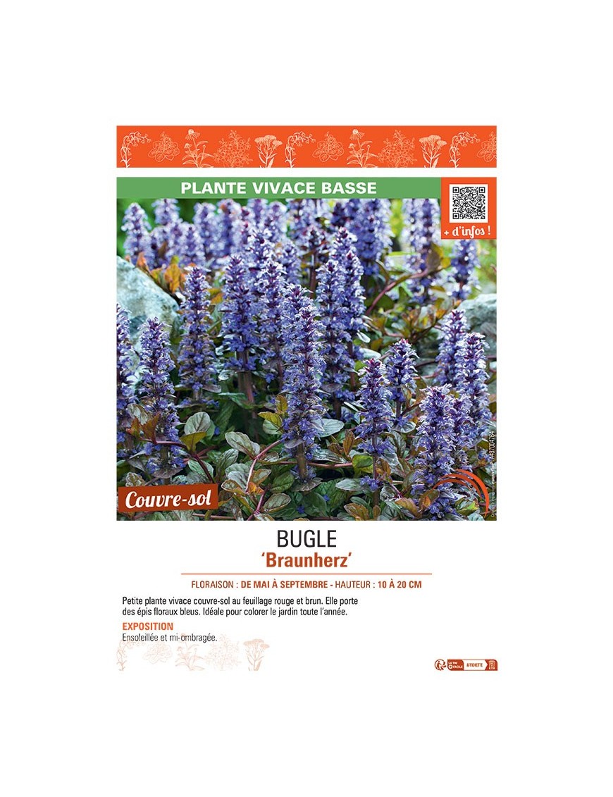 BUGLE BRAUNHERZ