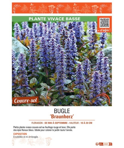BUGLE BRAUNHERZ