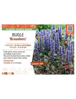 BUGLE BRAUNHERZ