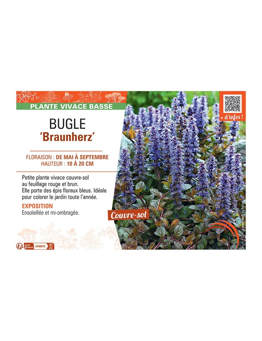 BUGLE BRAUNHERZ