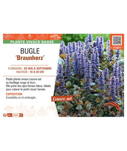 BUGLE BRAUNHERZ