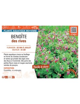 BENOITE DES RIVES