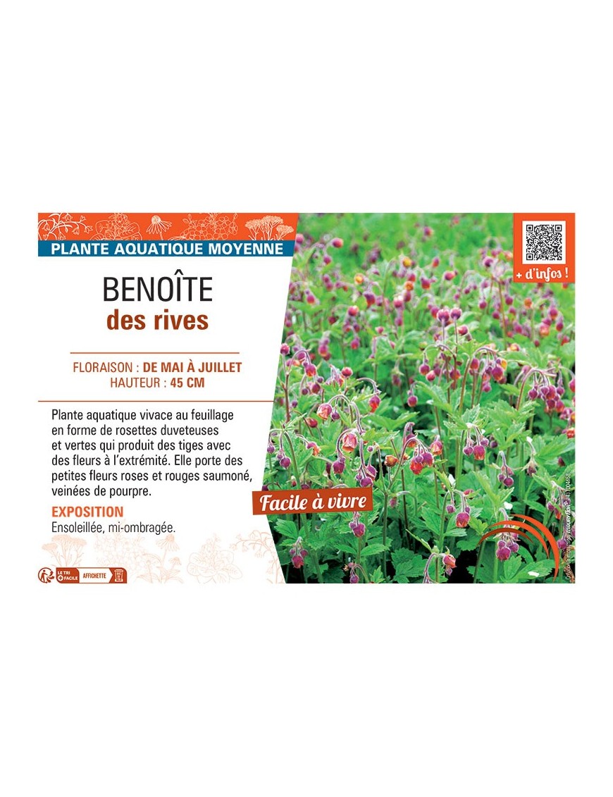 BENOITE DES RIVES