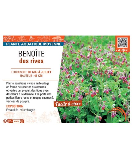 BENOITE DES RIVES