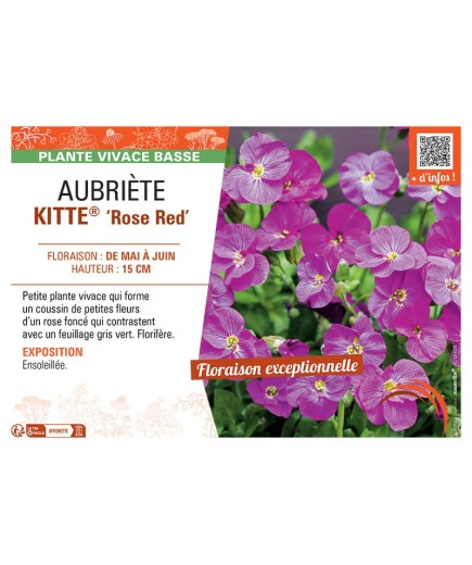 AUBRIETE KITTE® ROSE RED
