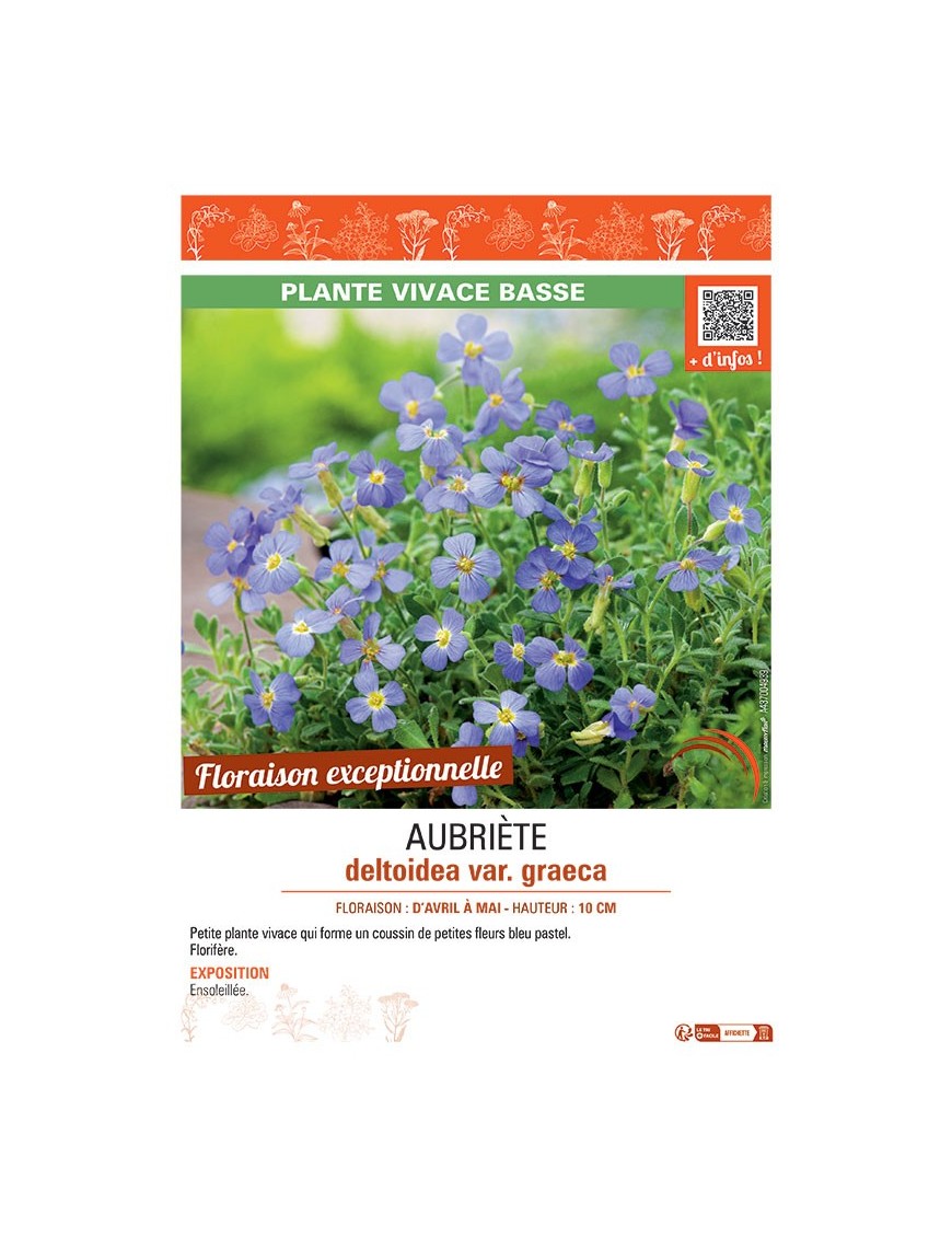 AUBRIETE DELTOIDEA VAR. GRAECA