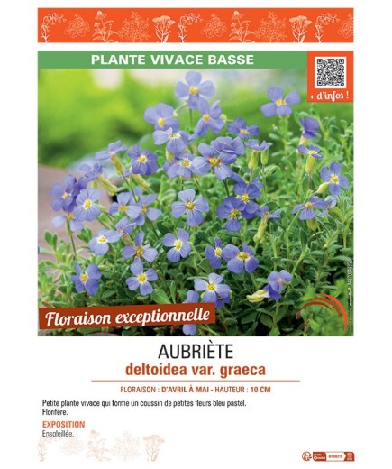 AUBRIETE DELTOIDEA VAR. GRAECA