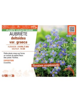 AUBRIETE DELTOIDEA VAR. GRAECA