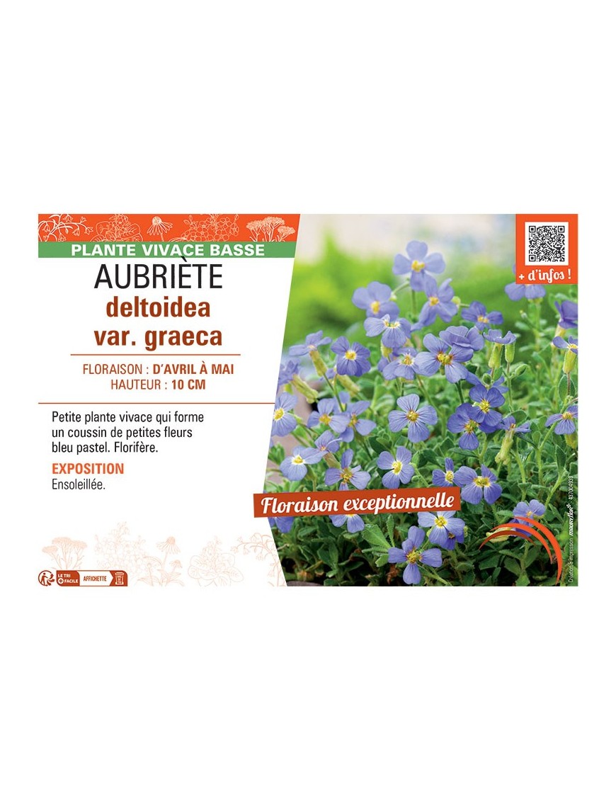 AUBRIETE DELTOIDEA VAR. GRAECA