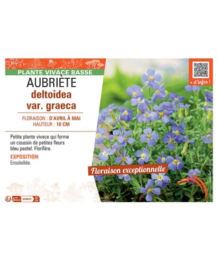 AUBRIETE DELTOIDEA VAR. GRAECA