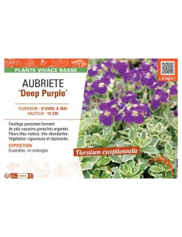 AUBRIETE DEEP PURPLE