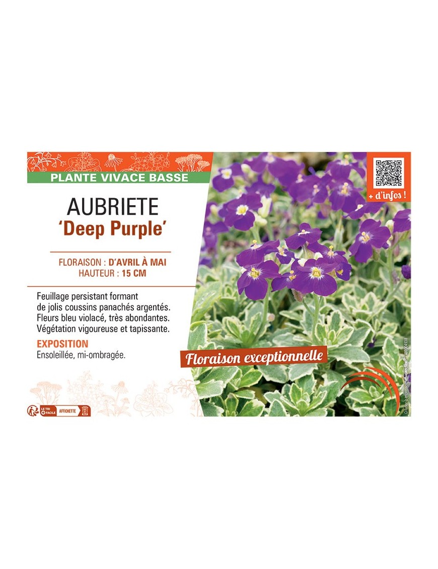 AUBRIETE DEEP PURPLE