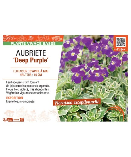 AUBRIETE DEEP PURPLE