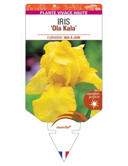 IRIS (germanica) Ola Kala