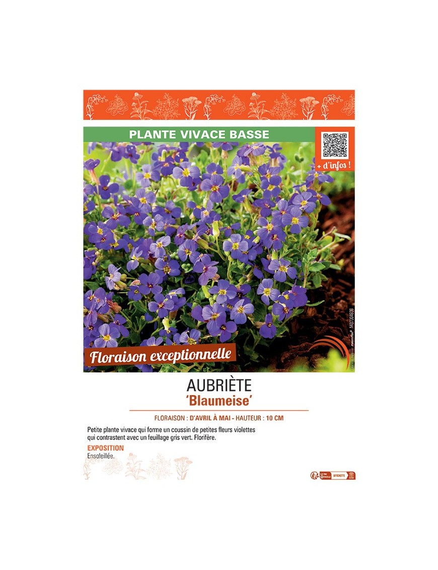 AUBRIETE BLAUMEISE