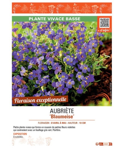 AUBRIETE BLAUMEISE