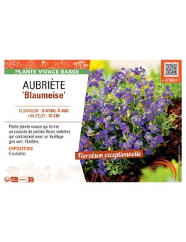AUBRIETE BLAUMEISE