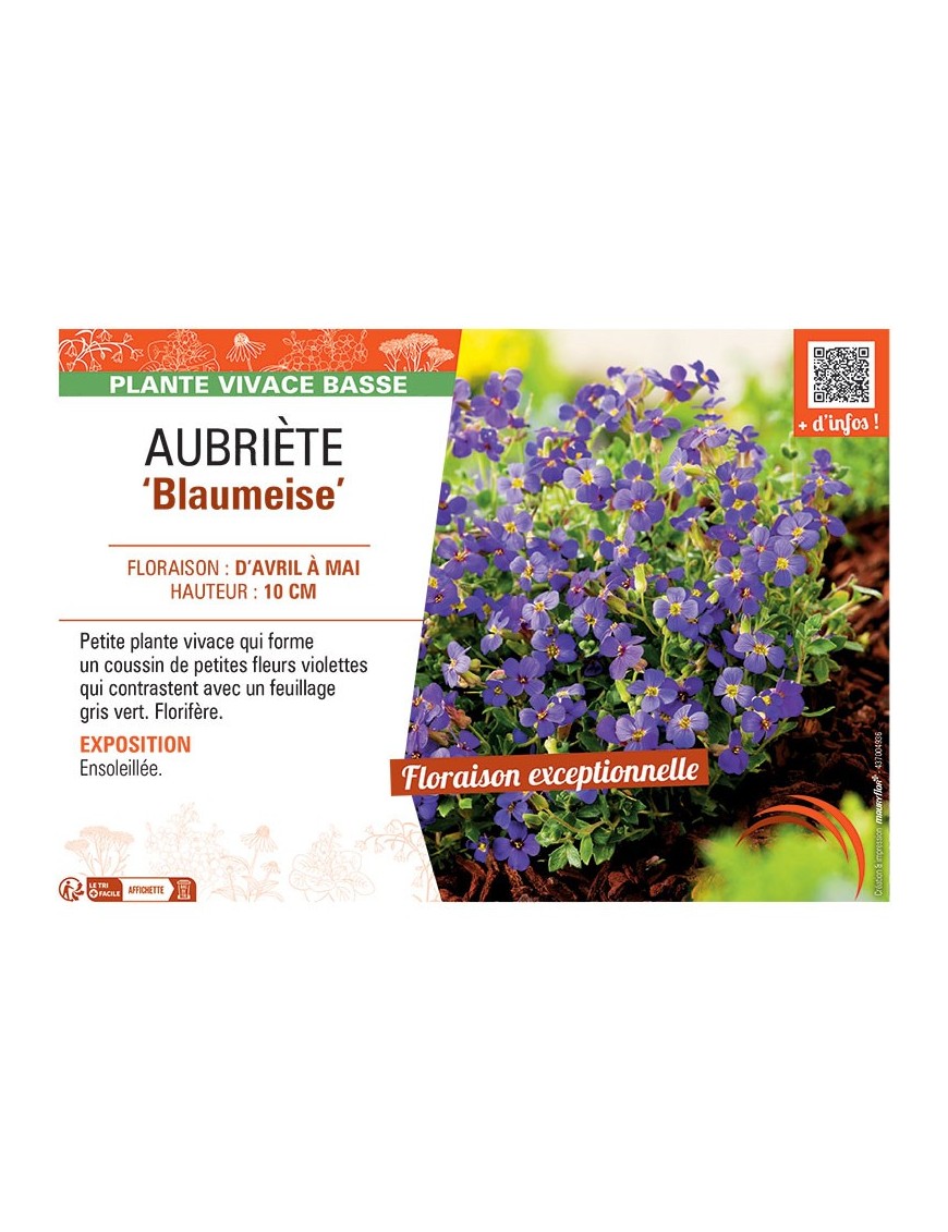 AUBRIETE BLAUMEISE