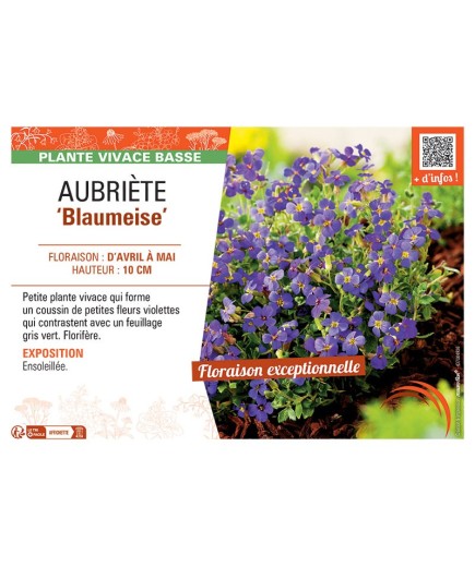 AUBRIETE BLAUMEISE